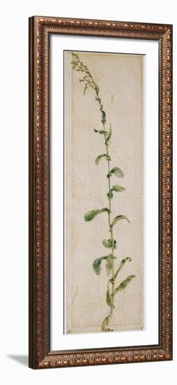 Plante de tabac-Albrecht Dürer-Framed Giclee Print