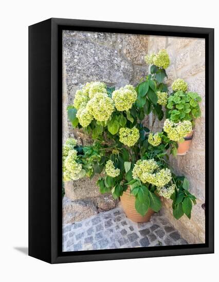 Planter filled with green hydrangeas in the ancient Portuguese village.-Julie Eggers-Framed Premier Image Canvas