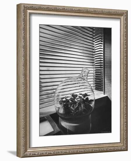 Planter in Modern Glass Tower window Designed by Frank Lloyd Wright for S. C. Johnson and Company-Eliot Elisofon-Framed Photographic Print