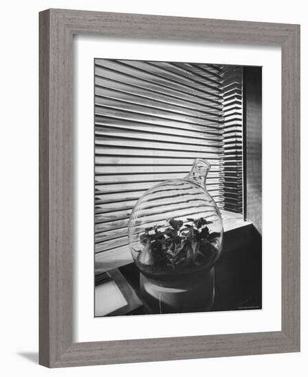 Planter in Modern Glass Tower window Designed by Frank Lloyd Wright for S. C. Johnson and Company-Eliot Elisofon-Framed Photographic Print