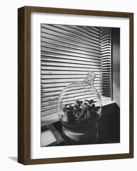 Planter in Modern Glass Tower window Designed by Frank Lloyd Wright for S. C. Johnson and Company-Eliot Elisofon-Framed Photographic Print