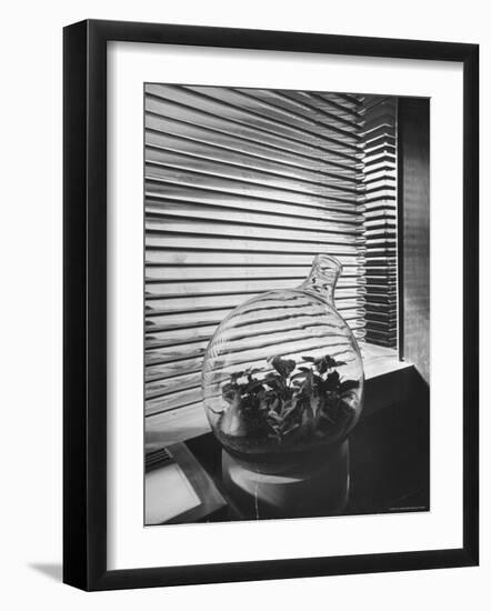 Planter in Modern Glass Tower window Designed by Frank Lloyd Wright for S. C. Johnson and Company-Eliot Elisofon-Framed Photographic Print