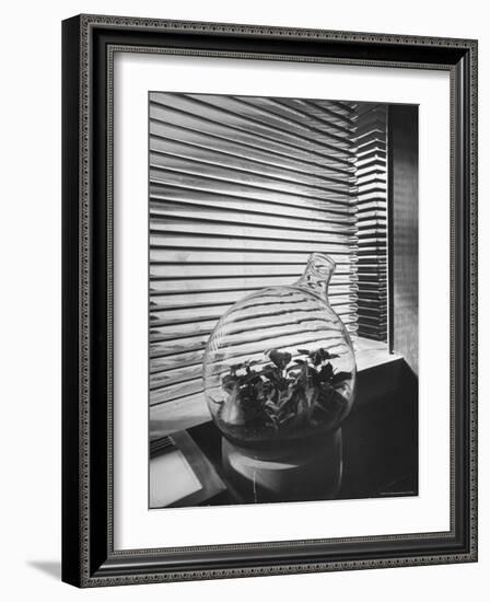 Planter in Modern Glass Tower window Designed by Frank Lloyd Wright for S. C. Johnson and Company-Eliot Elisofon-Framed Photographic Print