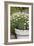 Planter with Marguerites in the Garden, London-Pedro Silmon-Framed Photo