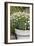 Planter with Marguerites in the Garden, London-Pedro Silmon-Framed Photo