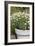 Planter with Marguerites in the Garden, London-Pedro Silmon-Framed Photo