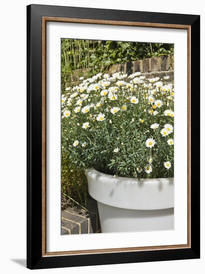 Planter with Marguerites in the Garden, London-Pedro Silmon-Framed Photo