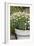 Planter with Marguerites in the Garden, London-Pedro Silmon-Framed Photo