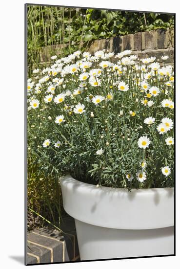 Planter with Marguerites in the Garden, London-Pedro Silmon-Mounted Photo