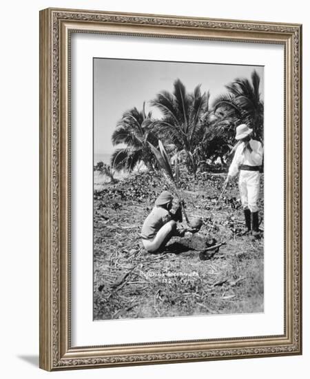 Planting Coconuts, Solomon Island, Fiji, 1905-null-Framed Giclee Print