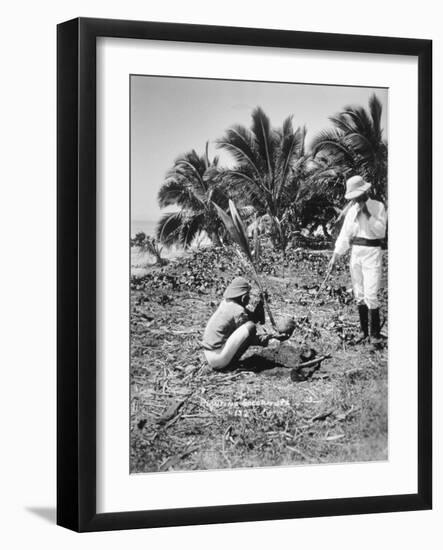 Planting Coconuts, Solomon Island, Fiji, 1905-null-Framed Giclee Print