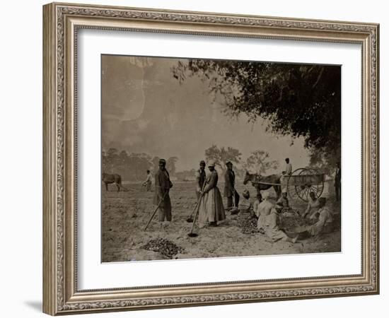Planting Sweet Potatoes, Hopkinson's Plantation, Edislo Island, South Carolina, 1862-H.P. Moore-Framed Giclee Print