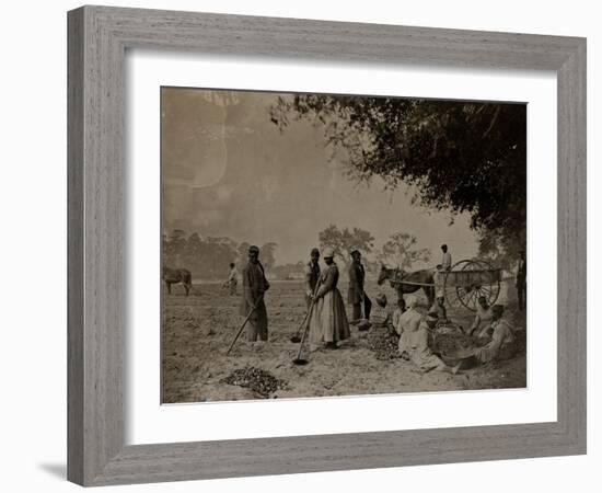 Planting Sweet Potatoes, Hopkinson's Plantation, Edislo Island, South Carolina, 1862-H.P. Moore-Framed Giclee Print