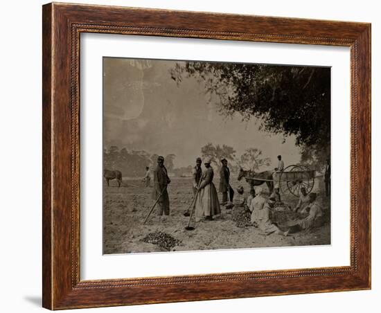 Planting Sweet Potatoes, Hopkinson's Plantation, Edislo Island, South Carolina, 1862-H.P. Moore-Framed Giclee Print