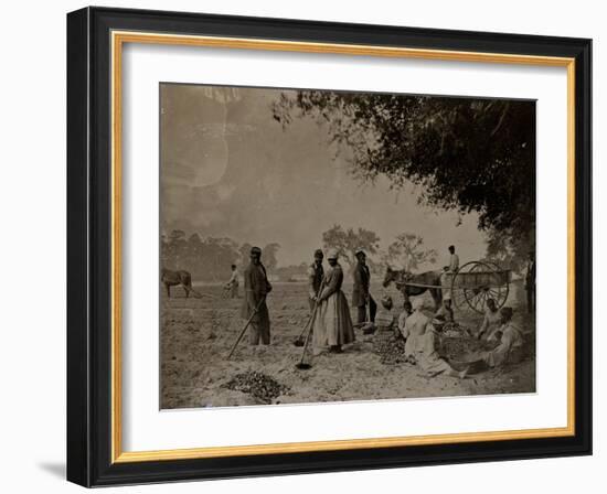 Planting Sweet Potatoes, Hopkinson's Plantation, Edislo Island, South Carolina, 1862-H.P. Moore-Framed Giclee Print