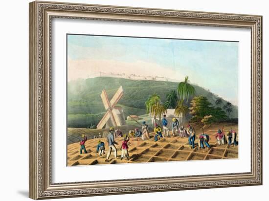 Planting the Sugar-Cane, Pub. by Infant School Society Depository, London, C.1820-null-Framed Premium Giclee Print