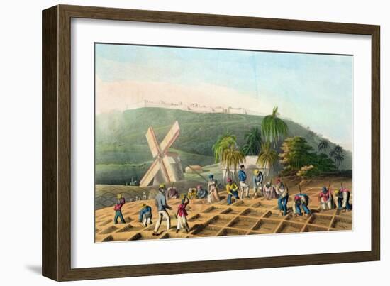 Planting the Sugar-Cane, Pub. by Infant School Society Depository, London, C.1820-null-Framed Premium Giclee Print