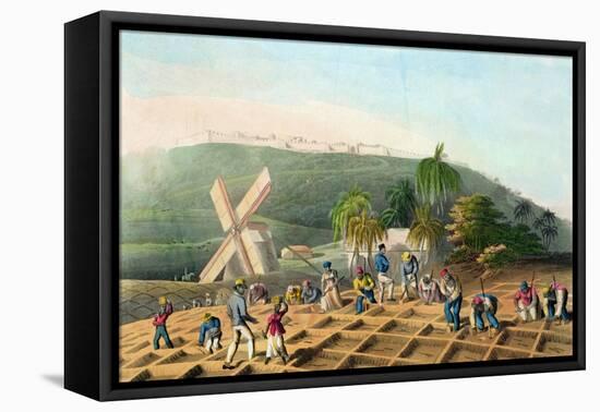 Planting the Sugar-Cane, Pub. by Infant School Society Depository, London, C.1820-null-Framed Premier Image Canvas