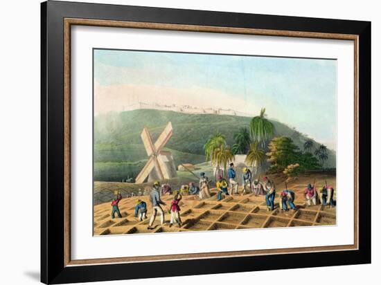 Planting the Sugar-Cane, Pub. by Infant School Society Depository, London, C.1820-null-Framed Giclee Print