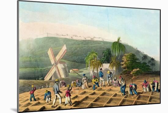 Planting the Sugar-Cane, Pub. by Infant School Society Depository, London, C.1820-null-Mounted Giclee Print