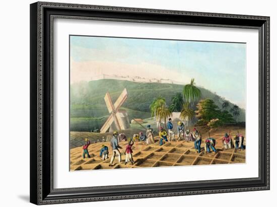 Planting the Sugar-Cane, Pub. by Infant School Society Depository, London, C.1820-null-Framed Giclee Print