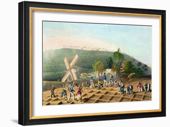 Planting the Sugar-Cane, Pub. by Infant School Society Depository, London, C.1820-null-Framed Giclee Print