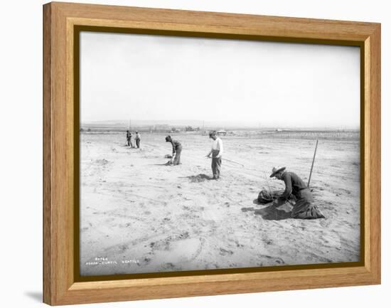 Planting Trees Near Grandview, WA, 1911-Ashael Curtis-Framed Premier Image Canvas