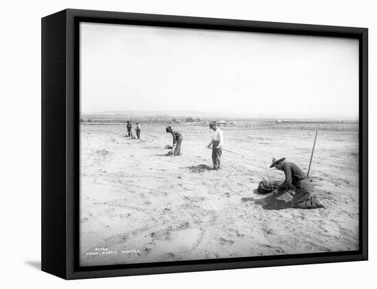 Planting Trees Near Grandview, WA, 1911-Ashael Curtis-Framed Premier Image Canvas