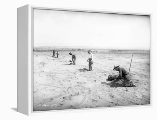 Planting Trees Near Grandview, WA, 1911-Ashael Curtis-Framed Premier Image Canvas