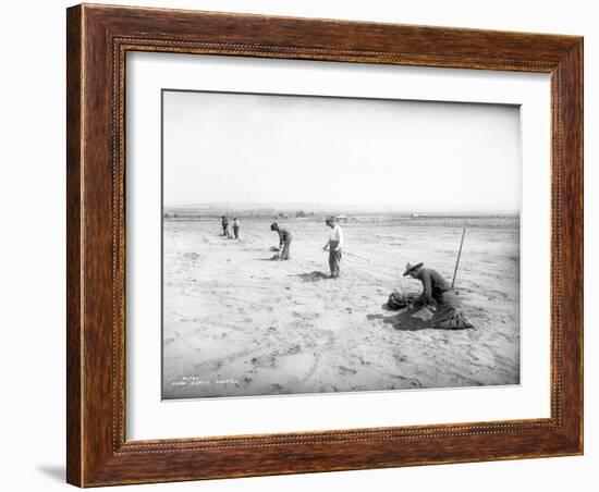 Planting Trees Near Grandview, WA, 1911-Ashael Curtis-Framed Giclee Print