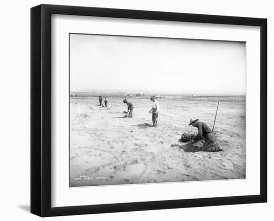 Planting Trees Near Grandview, WA, 1911-Ashael Curtis-Framed Giclee Print