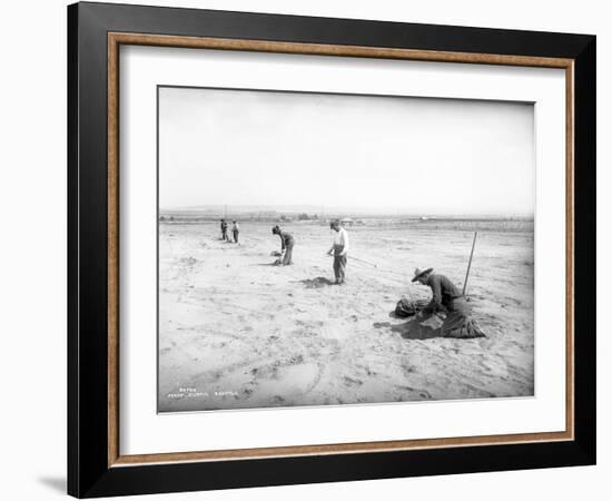 Planting Trees Near Grandview, WA, 1911-Ashael Curtis-Framed Giclee Print