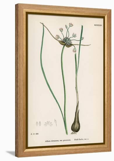 Plants, Allium Oleraceum-John Edward Sowerby-Framed Stretched Canvas