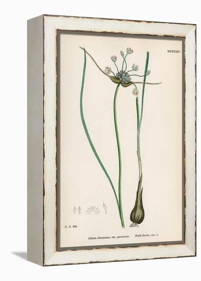 Plants, Allium Oleraceum-John Edward Sowerby-Framed Stretched Canvas