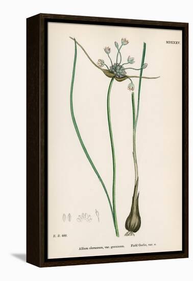 Plants, Allium Oleraceum-John Edward Sowerby-Framed Stretched Canvas