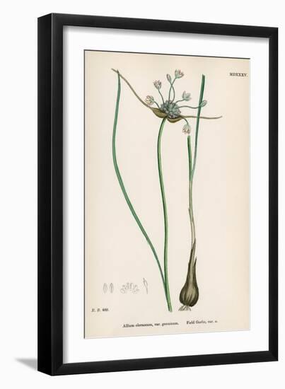 Plants, Allium Oleraceum-John Edward Sowerby-Framed Art Print