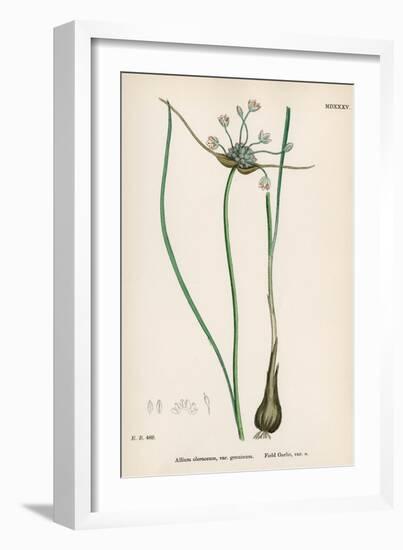 Plants, Allium Oleraceum-John Edward Sowerby-Framed Art Print