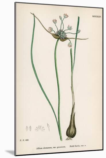 Plants, Allium Oleraceum-John Edward Sowerby-Mounted Art Print