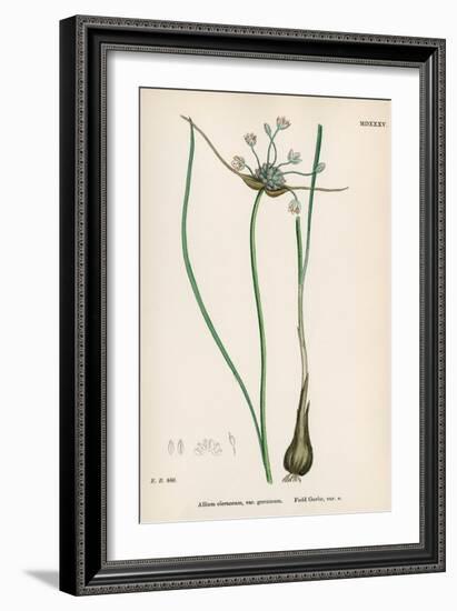 Plants, Allium Oleraceum-John Edward Sowerby-Framed Art Print