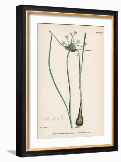 Plants, Allium Oleraceum-John Edward Sowerby-Framed Art Print