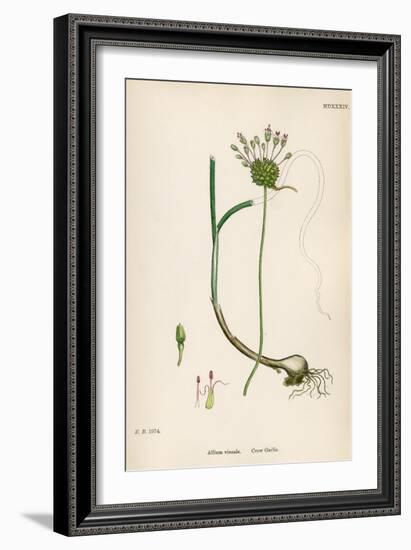 Plants, Allium Vineale-John Edward Sowerby-Framed Premium Giclee Print