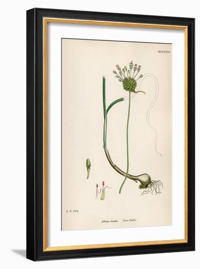 Plants, Allium Vineale-John Edward Sowerby-Framed Premium Giclee Print