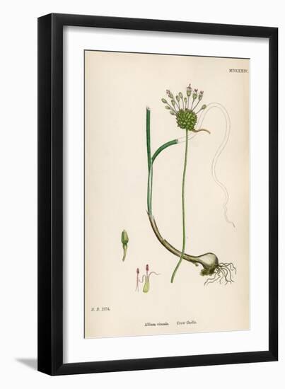 Plants, Allium Vineale-John Edward Sowerby-Framed Art Print