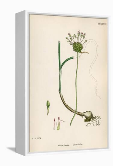 Plants, Allium Vineale-John Edward Sowerby-Framed Stretched Canvas