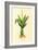 Plants, Alpinia Galanga-null-Framed Art Print