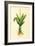 Plants, Alpinia Galanga-null-Framed Art Print