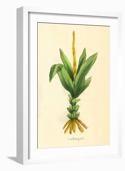 Plants, Alpinia Galanga-null-Framed Art Print