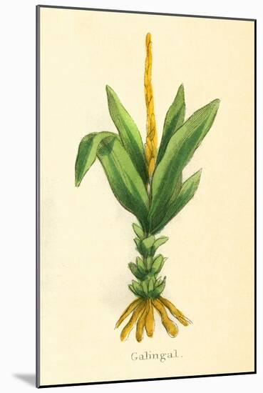 Plants, Alpinia Galanga-null-Mounted Art Print