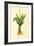 Plants, Alpinia Galanga-null-Framed Art Print