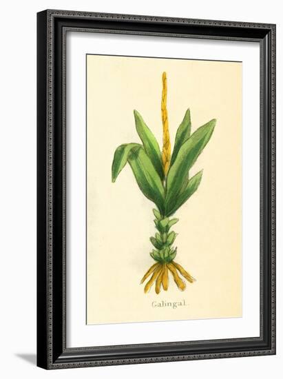 Plants, Alpinia Galanga-null-Framed Art Print